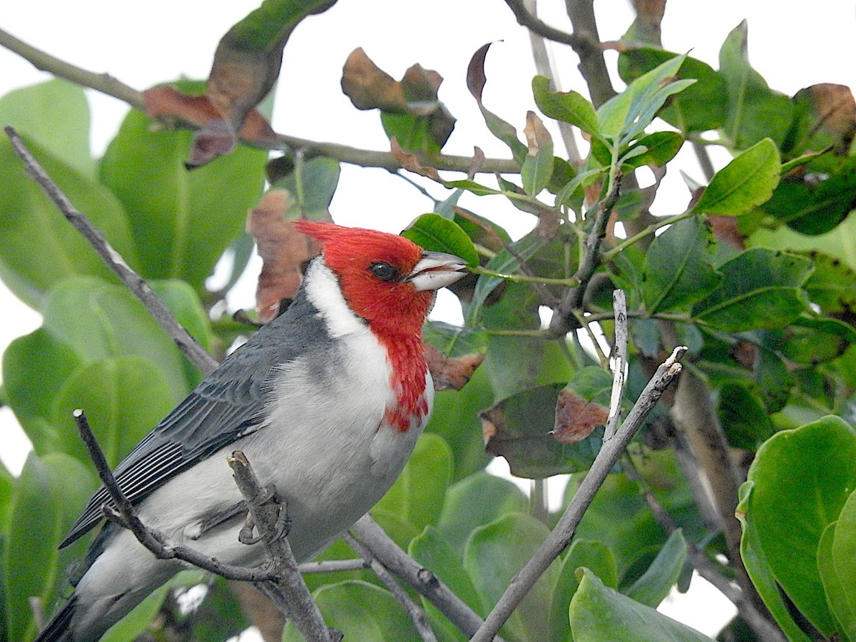 Red-crested Cardinal - ML457823531