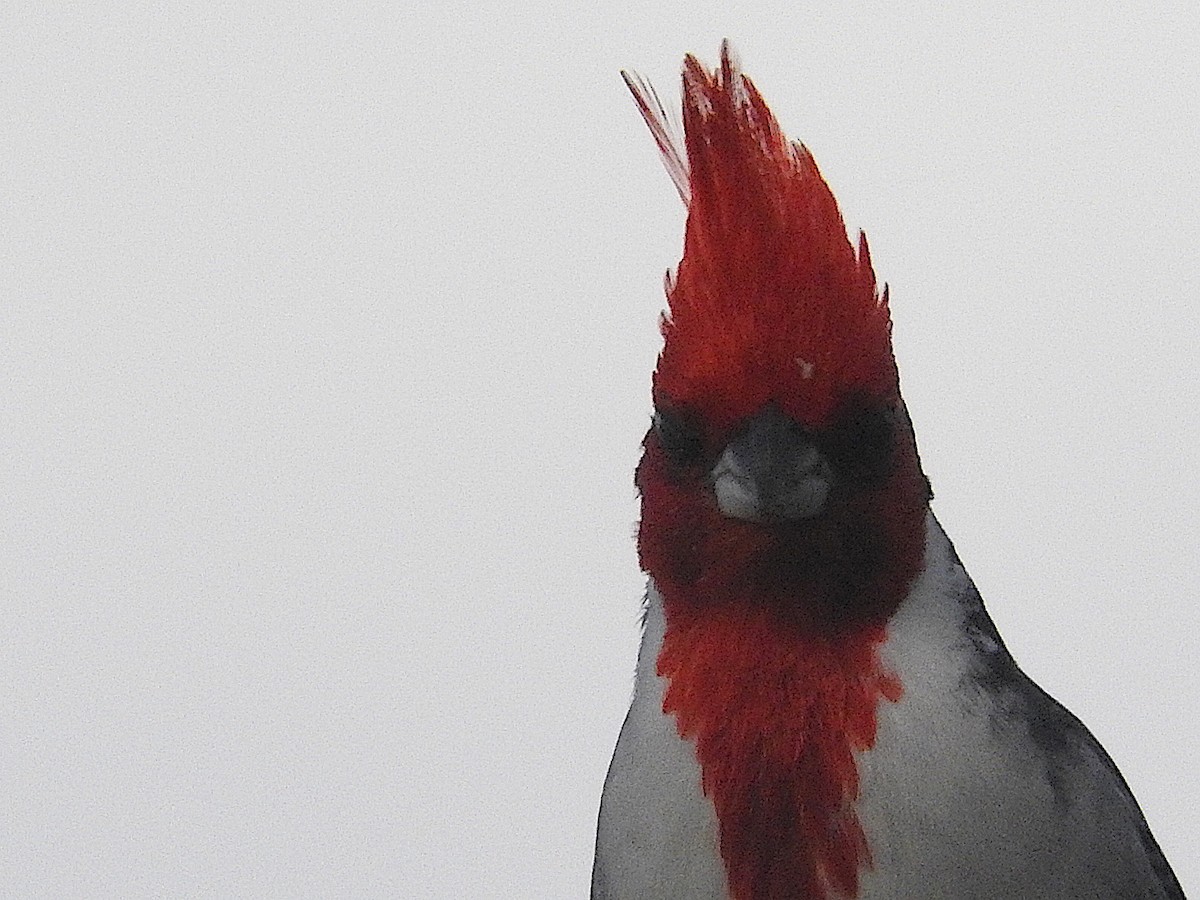 Red-crested Cardinal - ML457823711