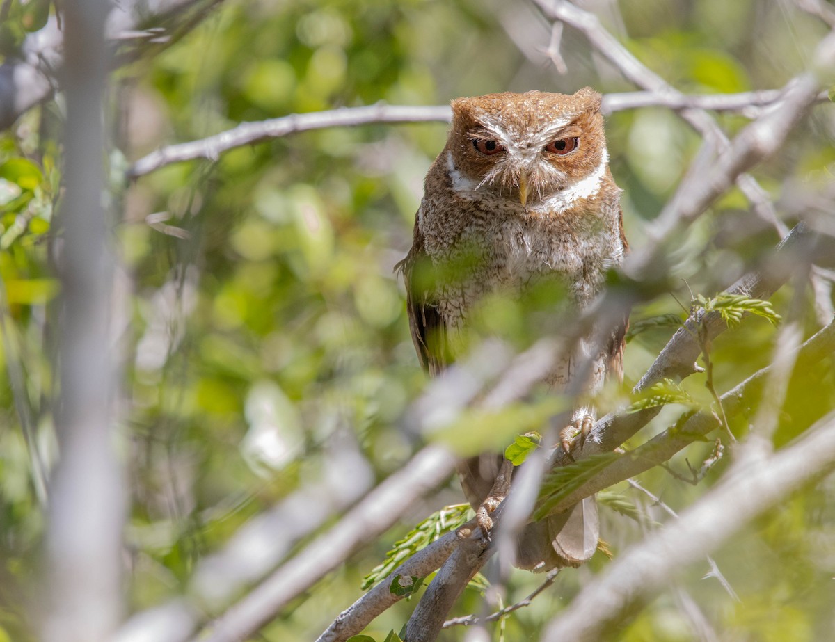 Puerto Rican Owl - ML457830041