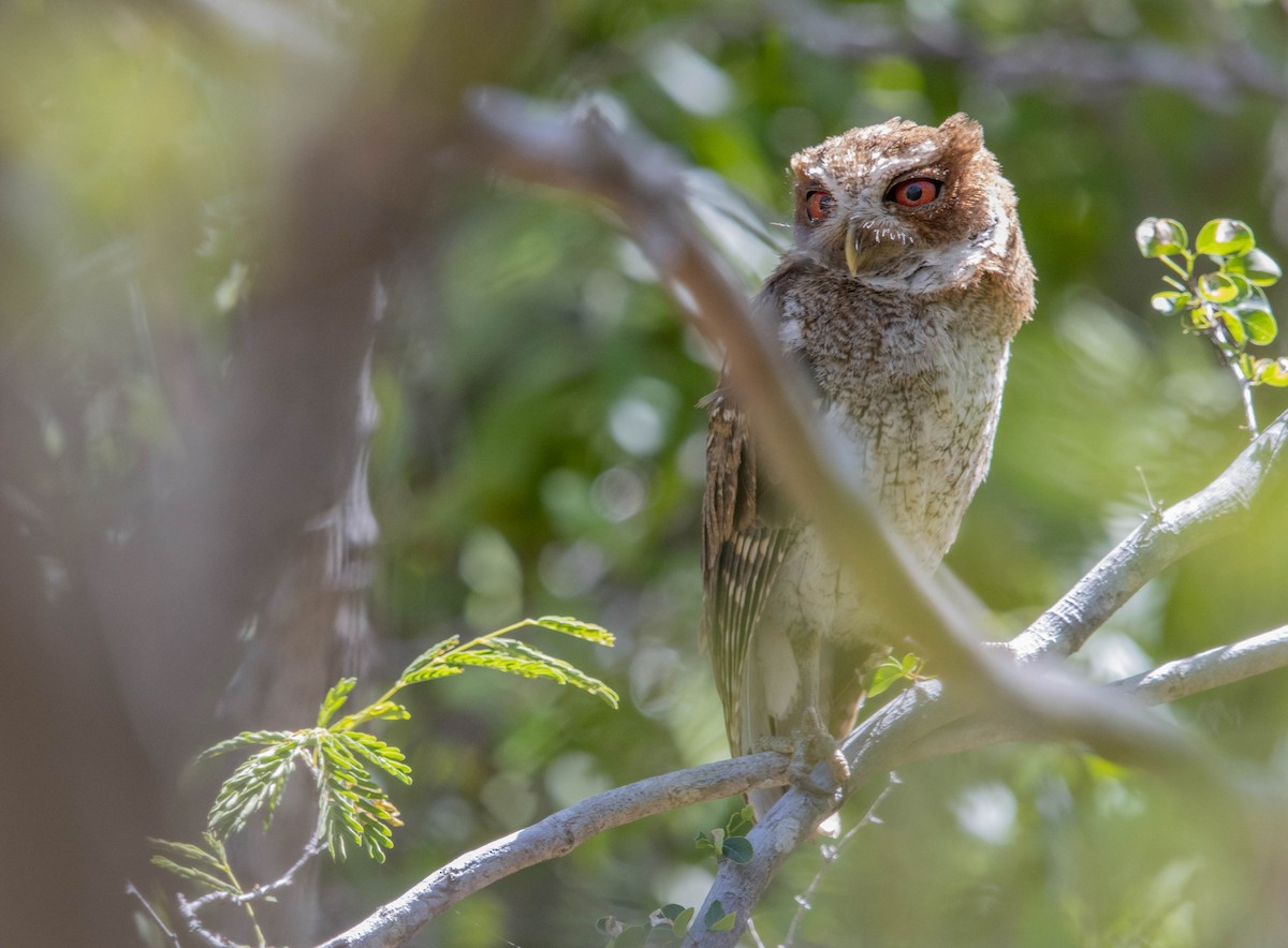 Puerto Rican Owl - ML457830051