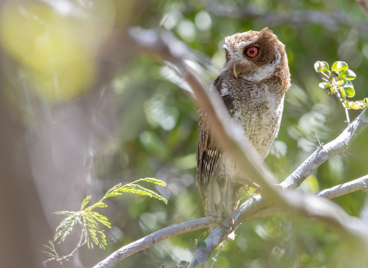 Puerto Rican Owl - ML457830071