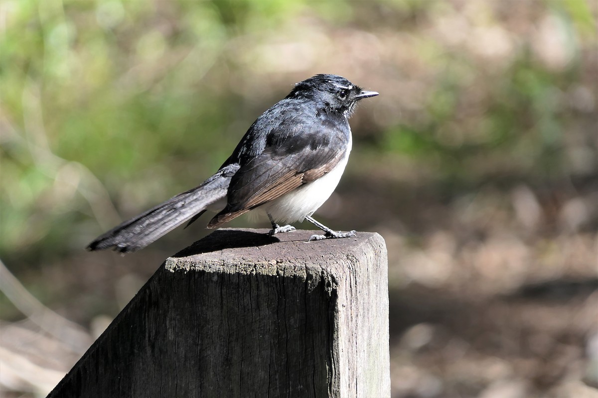 Willie-wagtail - Don McIvor