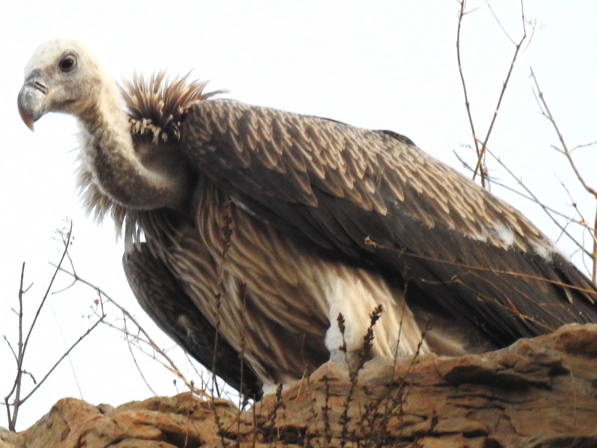 Indian Vulture - ML457845981