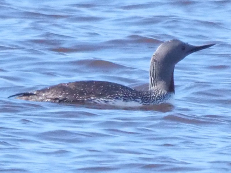 Red-throated Loon - ML457846181