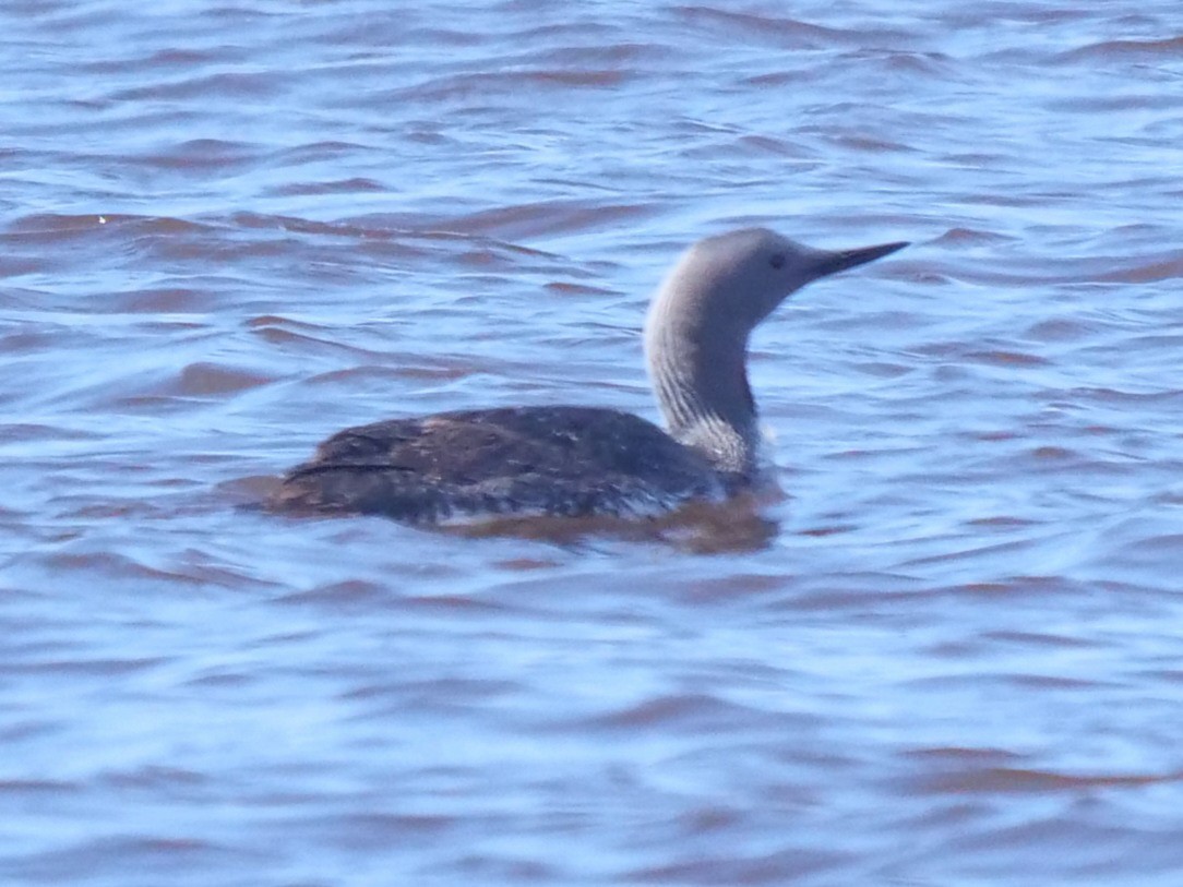 Red-throated Loon - ML457846191