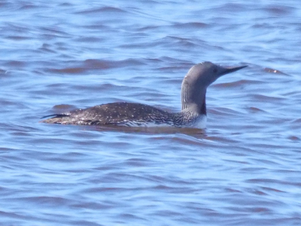 Red-throated Loon - ML457846201