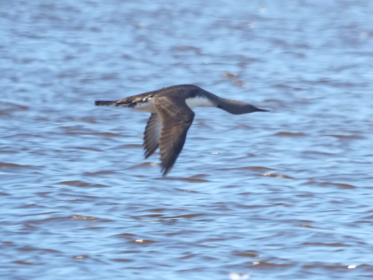 Red-throated Loon - ML457846221