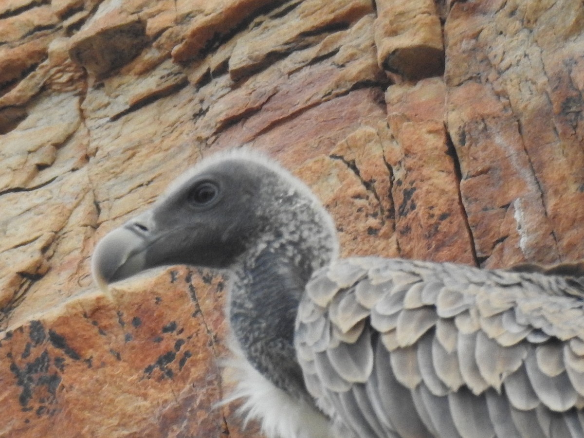 Indian Vulture - ML457846411