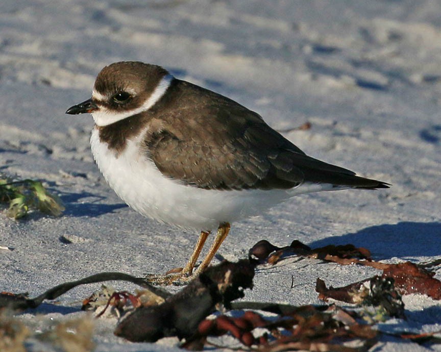 Semipalmated Plover - ML45784911
