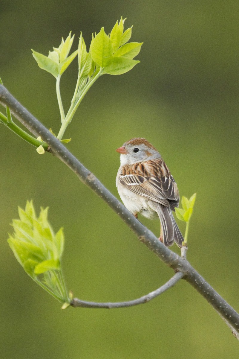 Field Sparrow - Gordon Dimmig