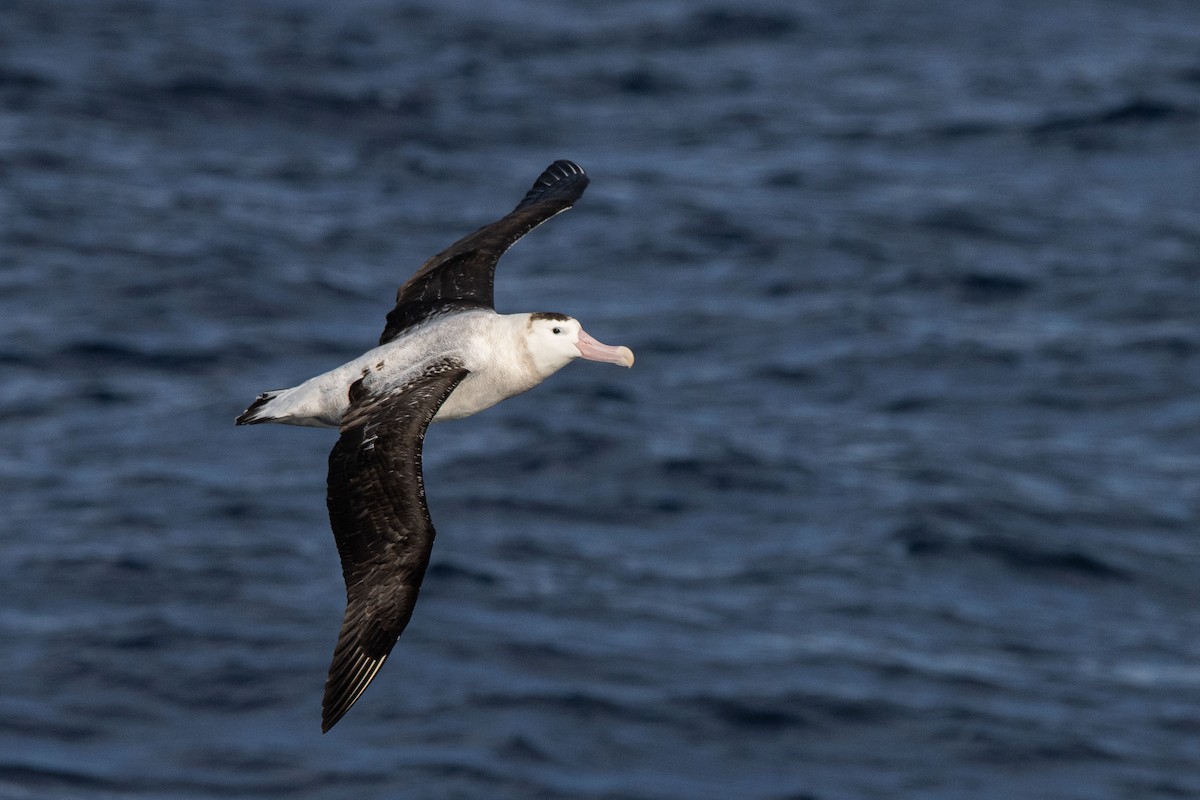 Antipodean Albatross (New Zealand) - ML457875211