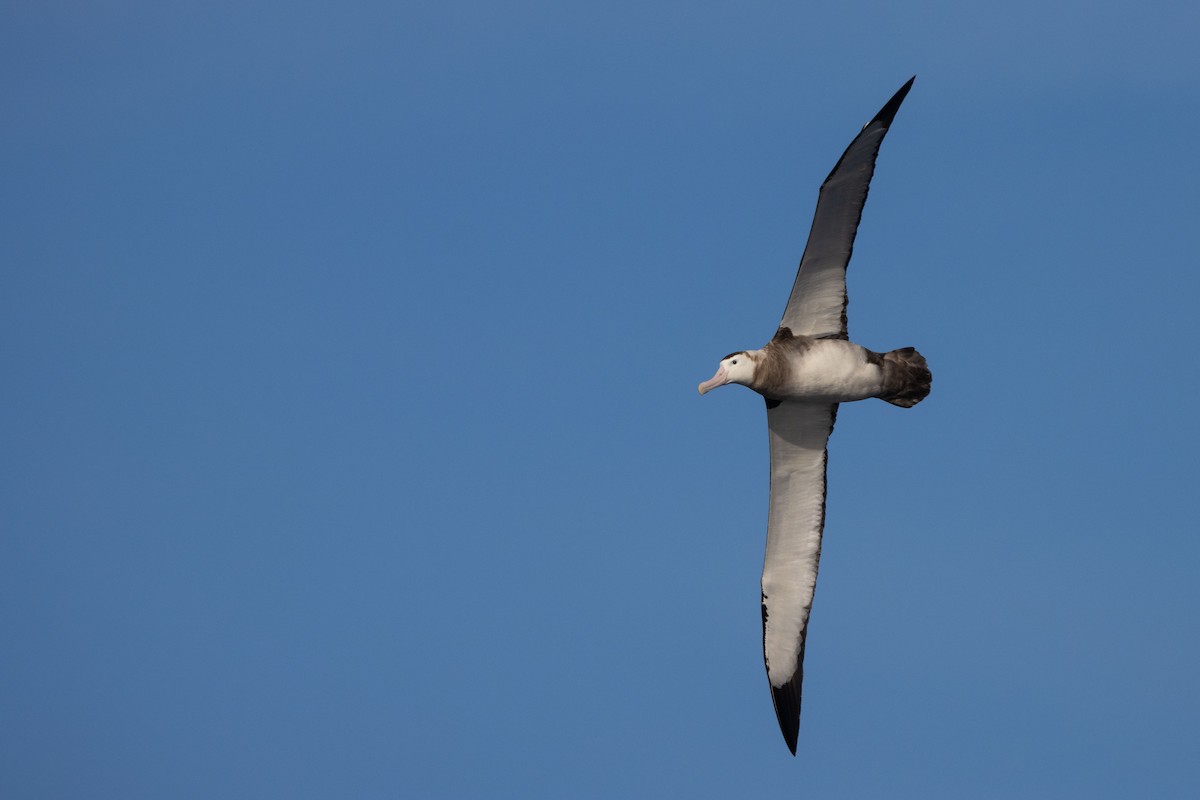 Antipodean Albatross (New Zealand) - ML457875231