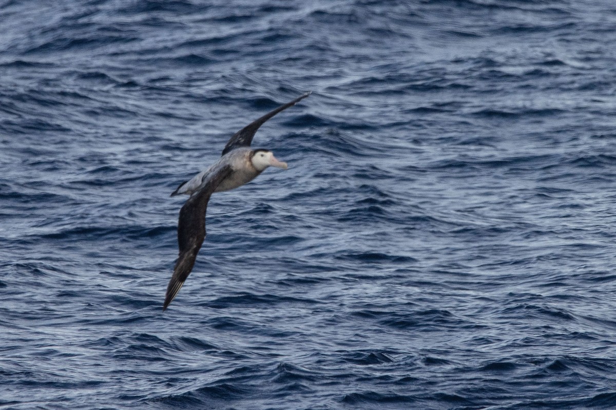 Antipodean Albatross (New Zealand) - ML457875241
