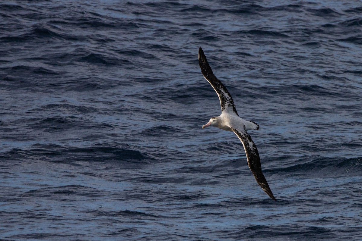 Antipodean Albatross (Gibson's) - ML457875311