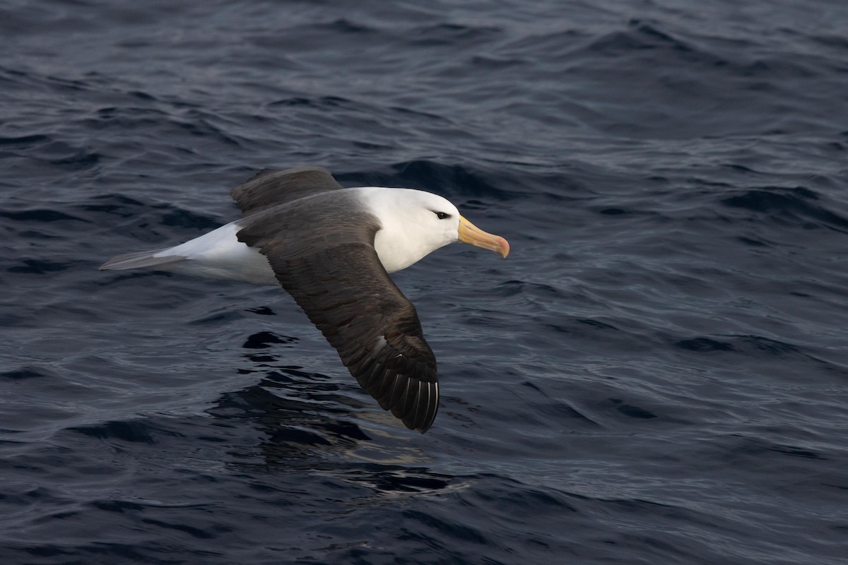 Black-browed Albatross (Black-browed) - ML457875491