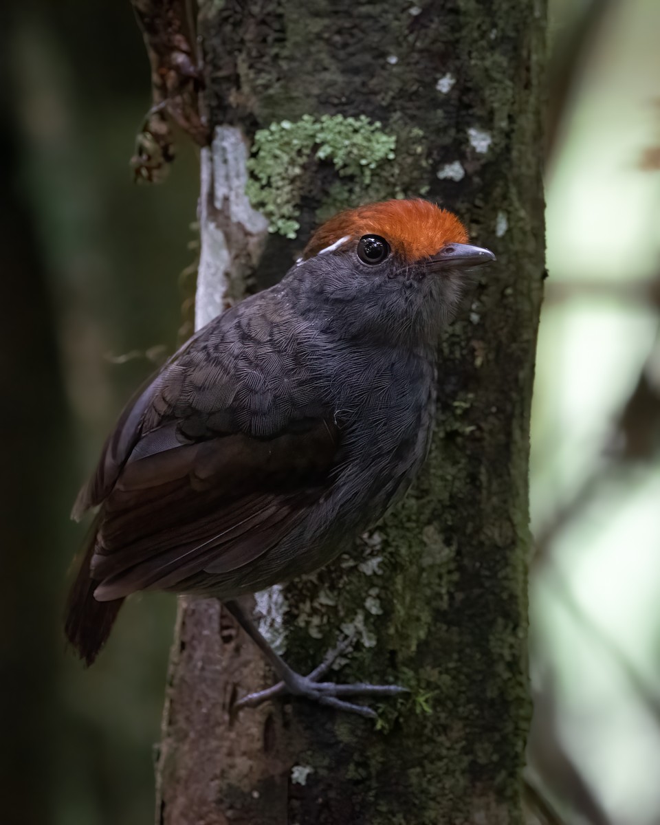 Chestnut-crowned Gnateater - ML457876951