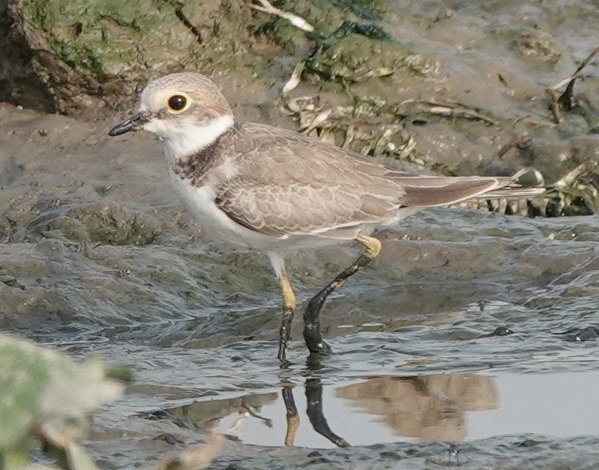 Little Ringed Plover - Stray Feather