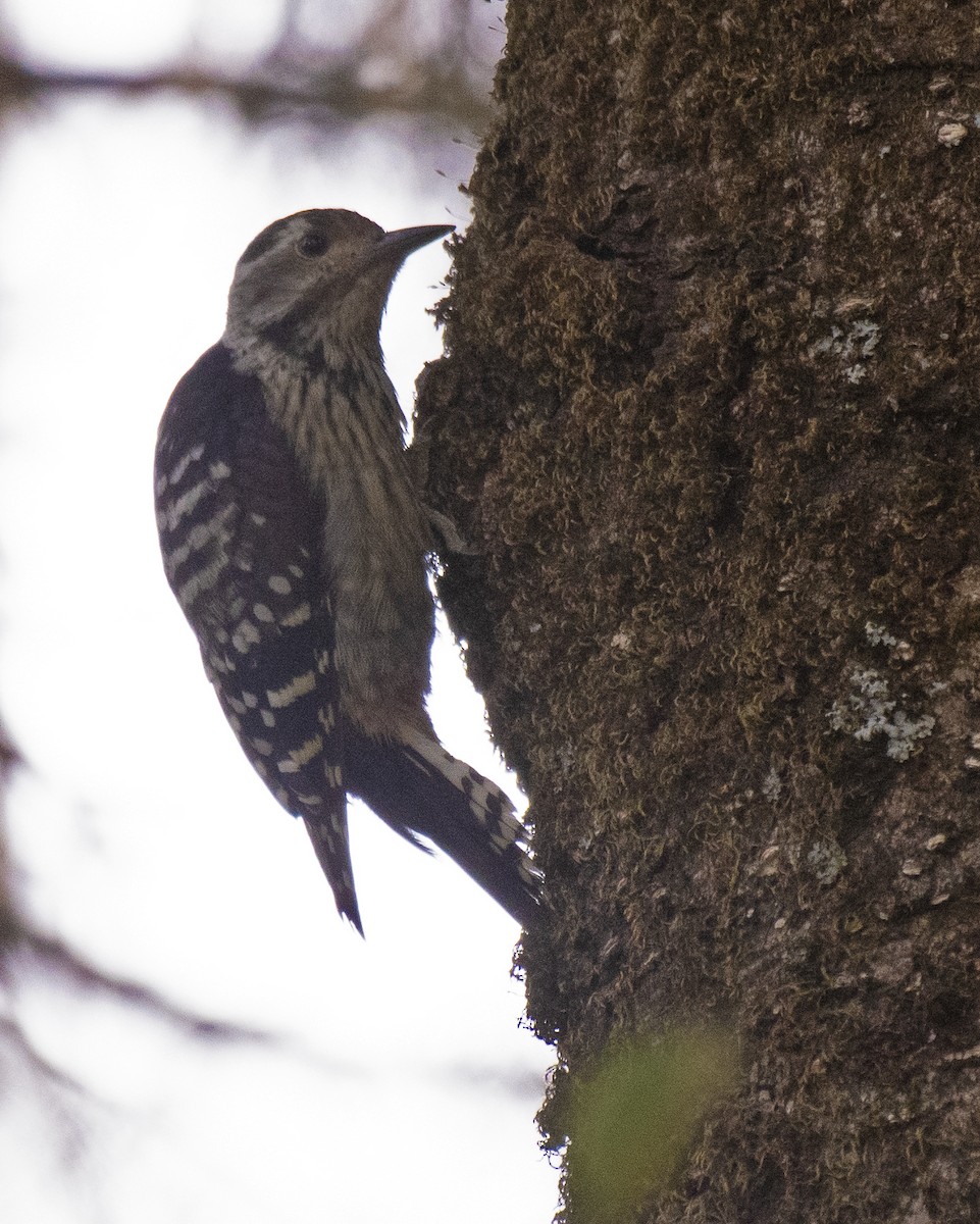 Himalayan Woodpecker - Janani Krishnan