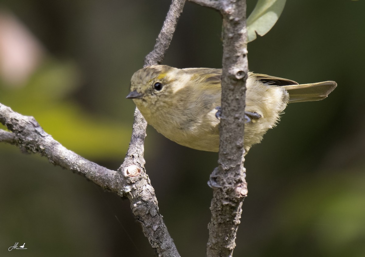 Yellow-browed Tit - ML457883891