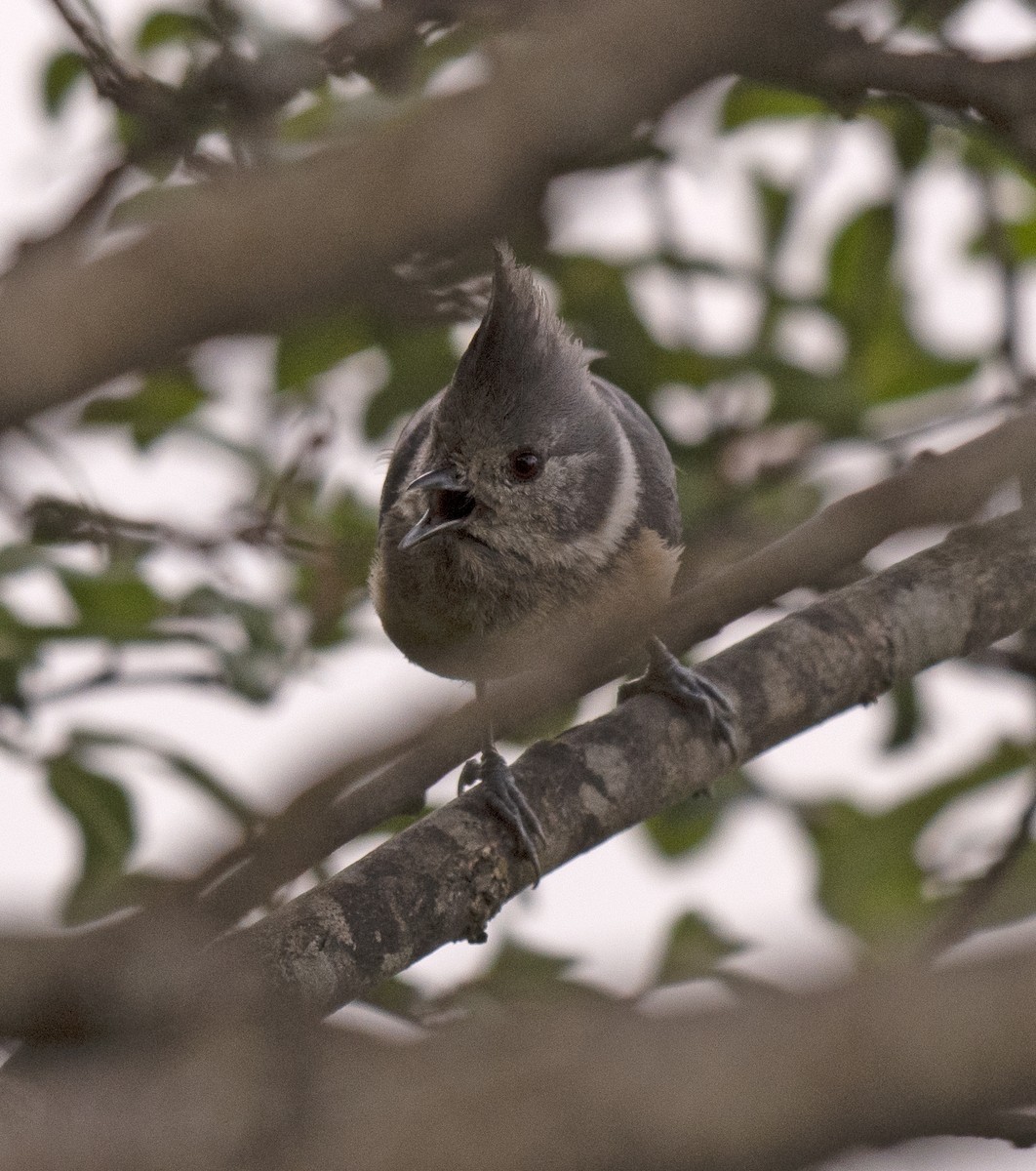 Gray-crested Tit - ML457883901