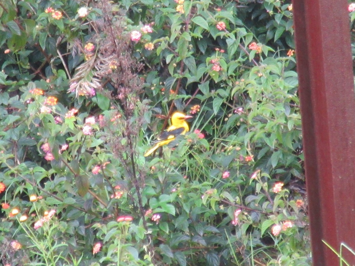 Indian Golden Oriole - ML457884761