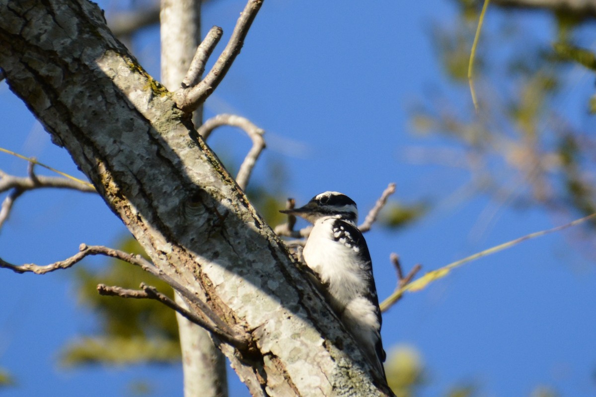 Hairy Woodpecker (Eastern) - ML45788761
