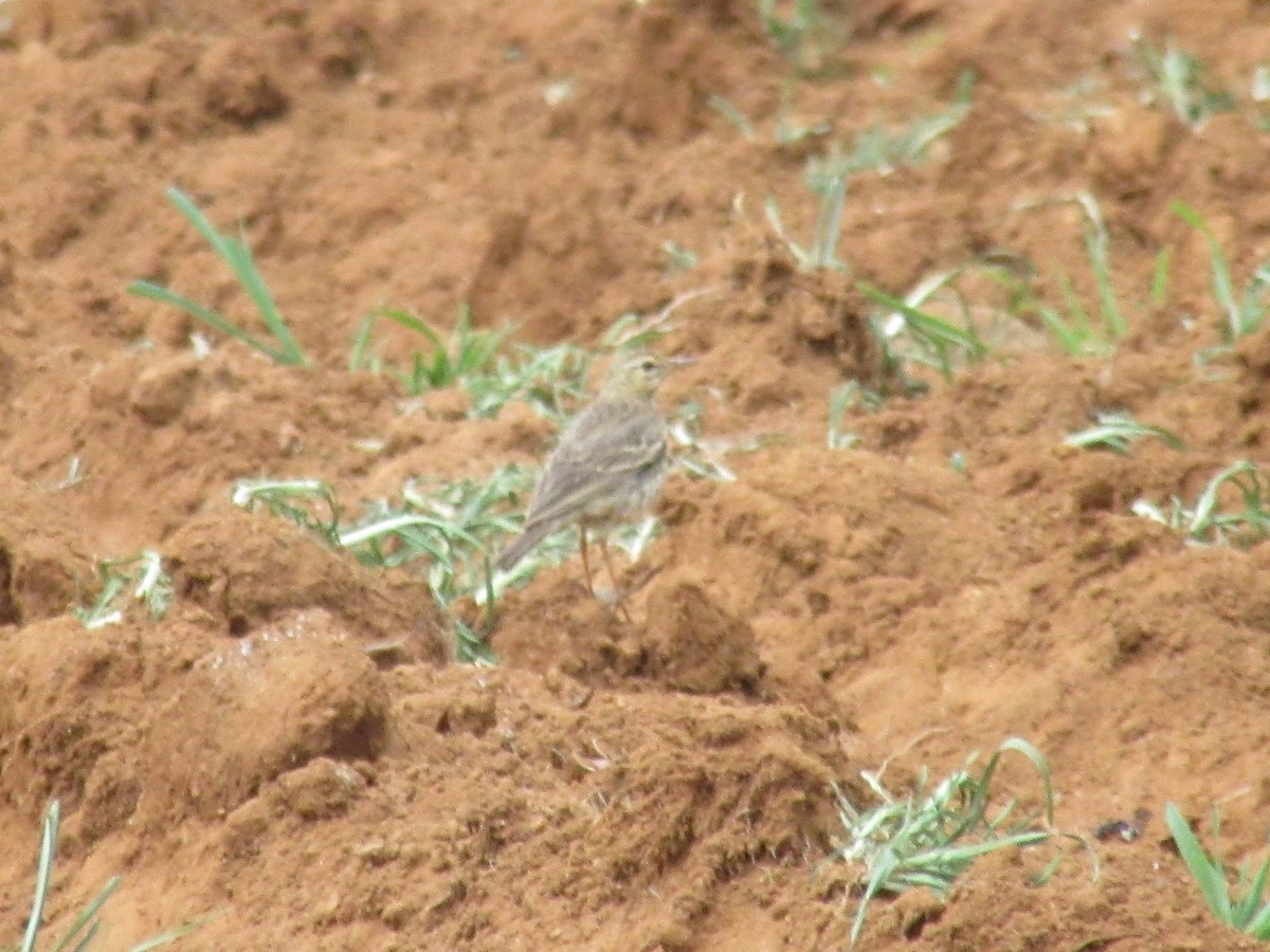 pipit sp. - ML457895481