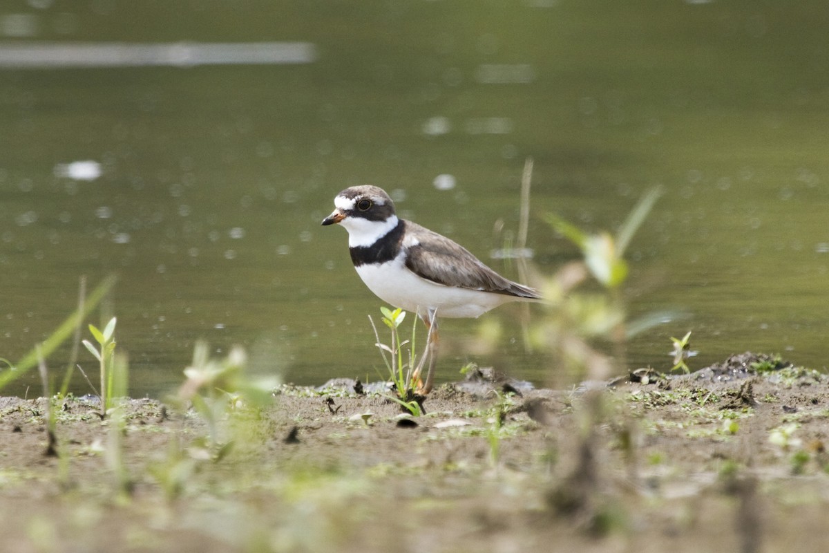 Semipalmated Plover - ML45789981