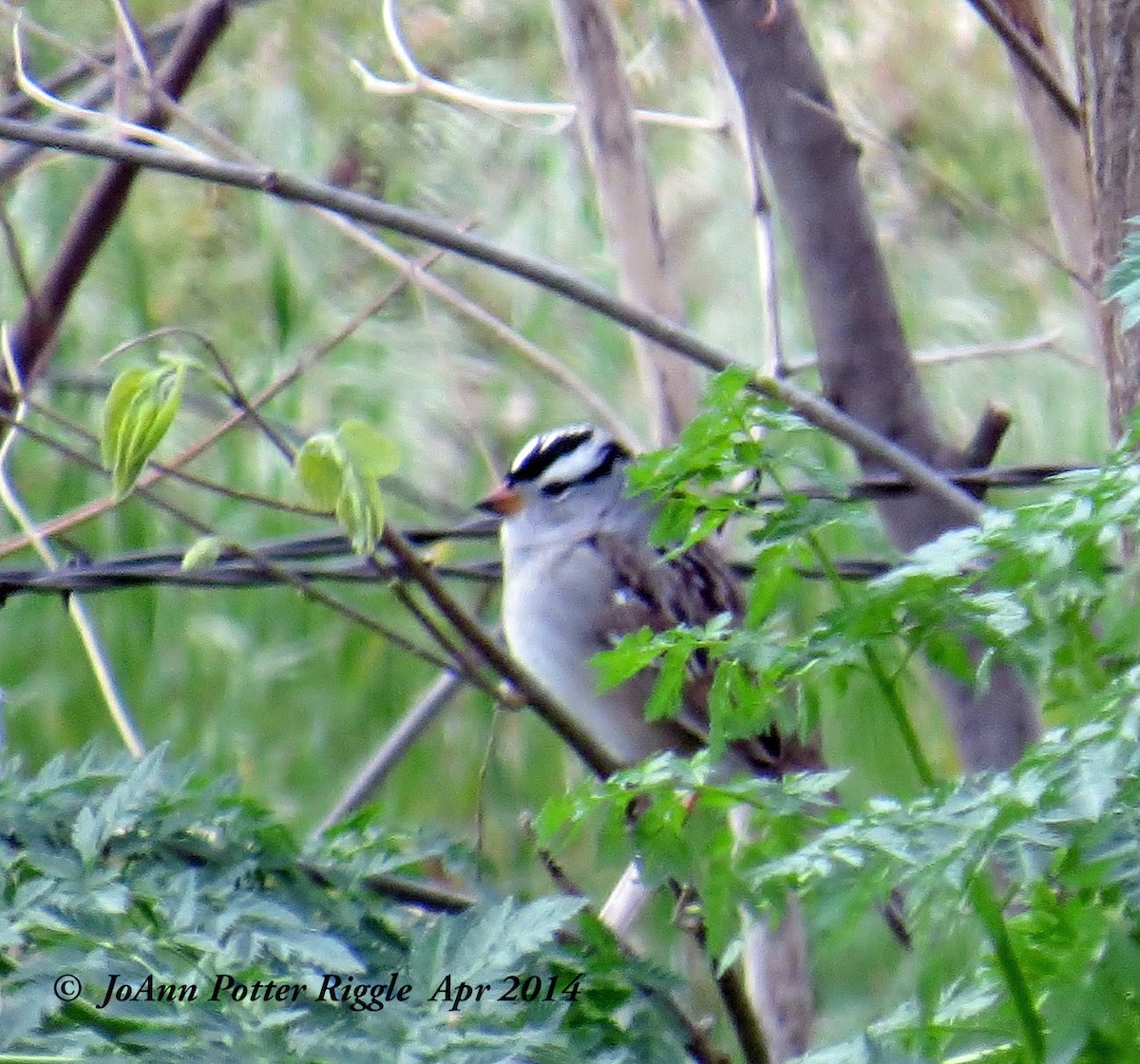 White-crowned Sparrow - ML45790481
