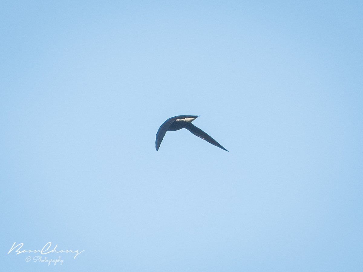 Brown-backed Needletail - ML457922361