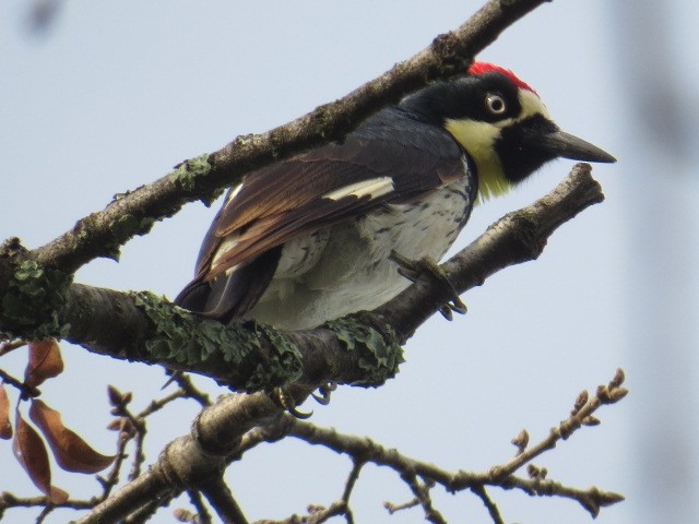 Acorn Woodpecker - ML45792791