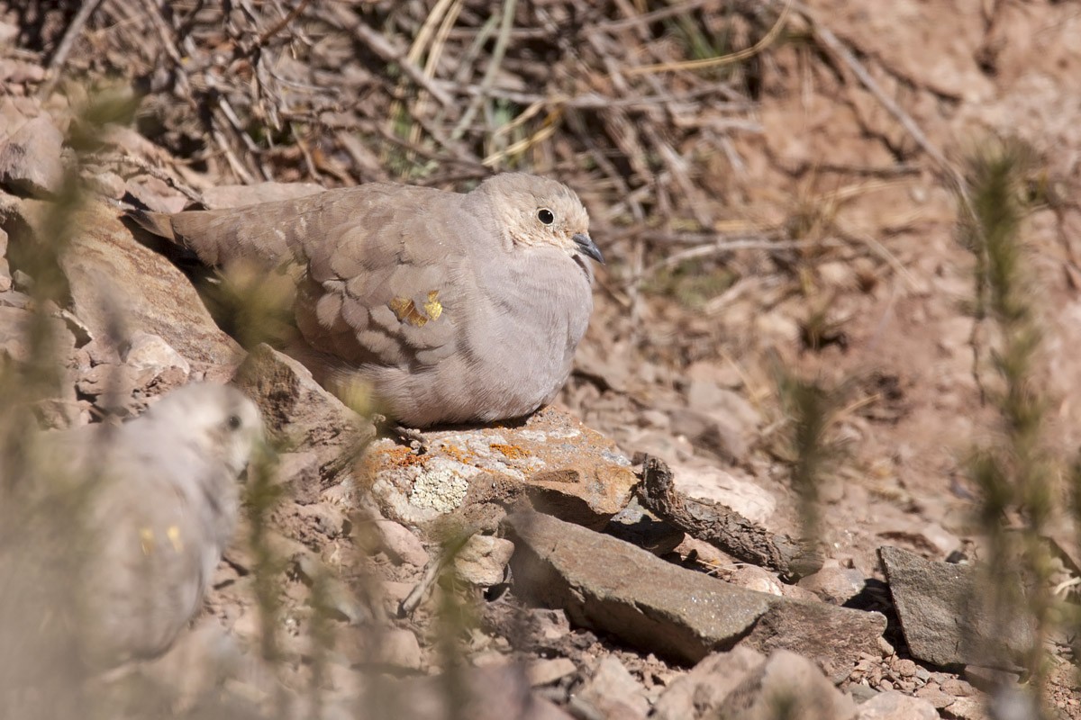 Golden-spotted Ground Dove - ML457931521