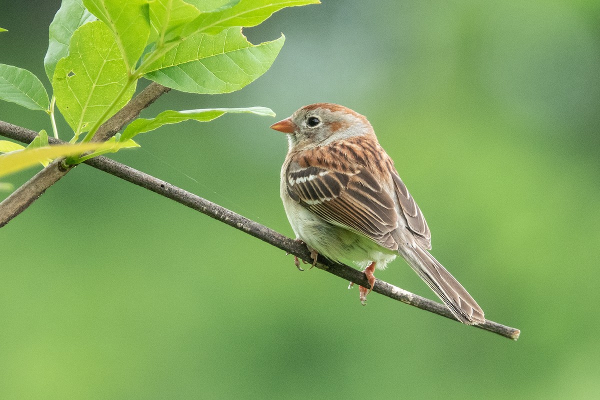 Field Sparrow - ML457932451