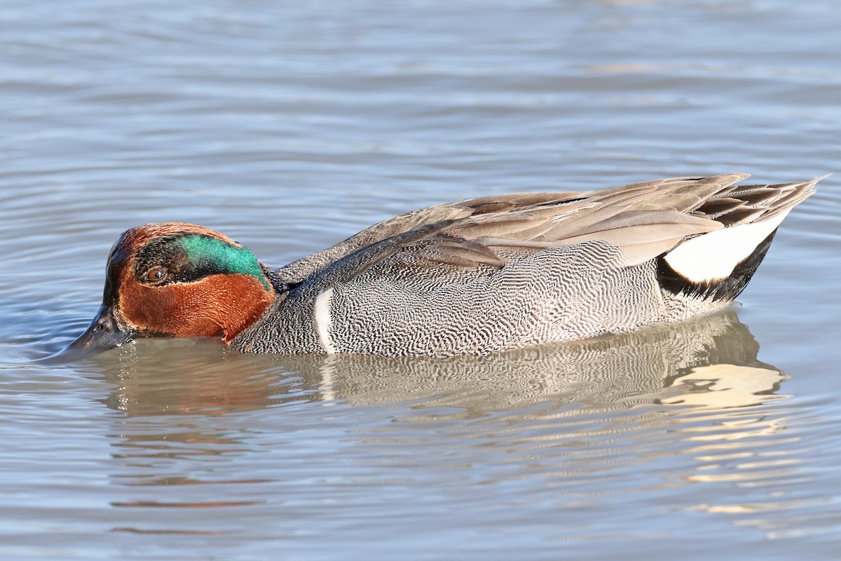Green-winged Teal - ML457934451