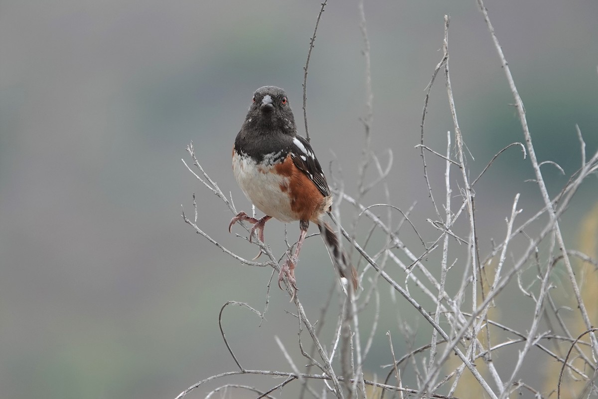 Spotted Towhee - Monica P