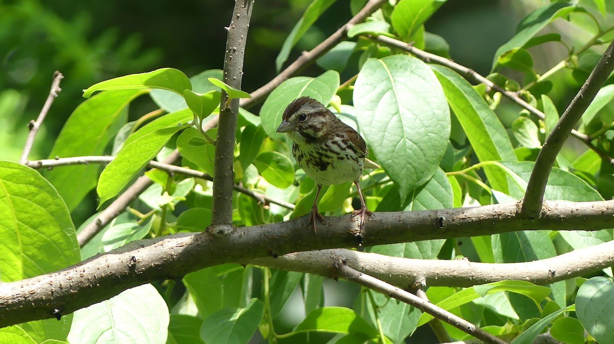 Song Sparrow - Leslie Sours