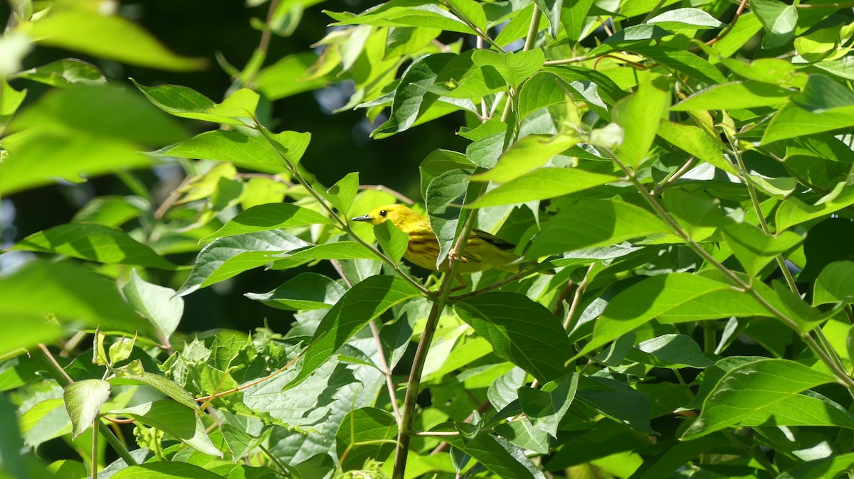 Yellow Warbler - Leslie Sours