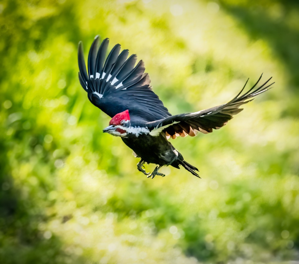 Pileated Woodpecker - Claude Garand