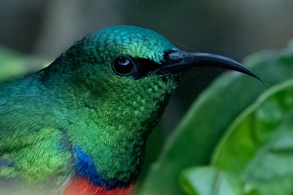 Southern Double-collared Sunbird - ML457950411