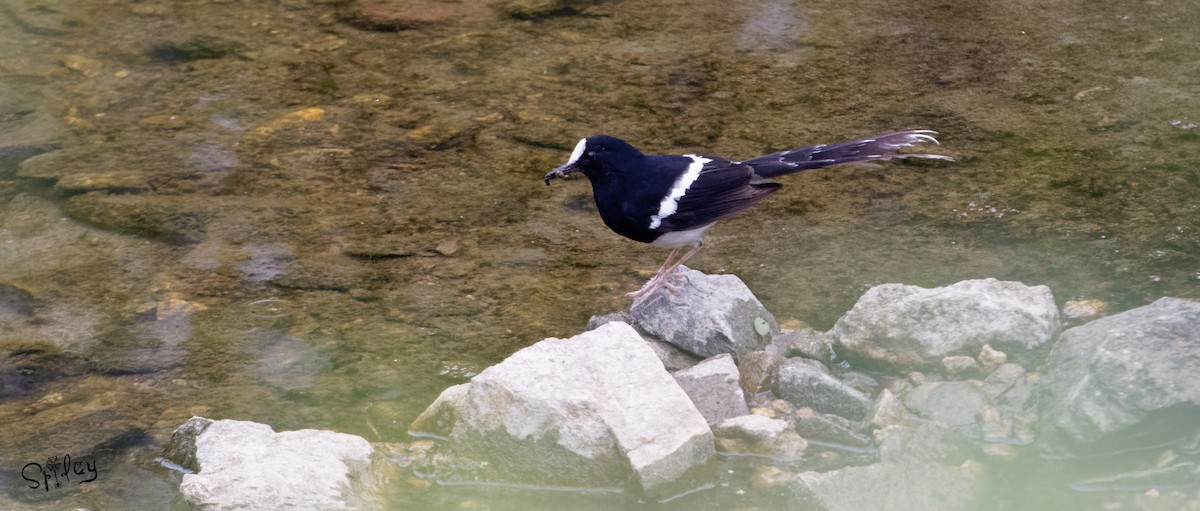 White-crowned Forktail - ML457955731