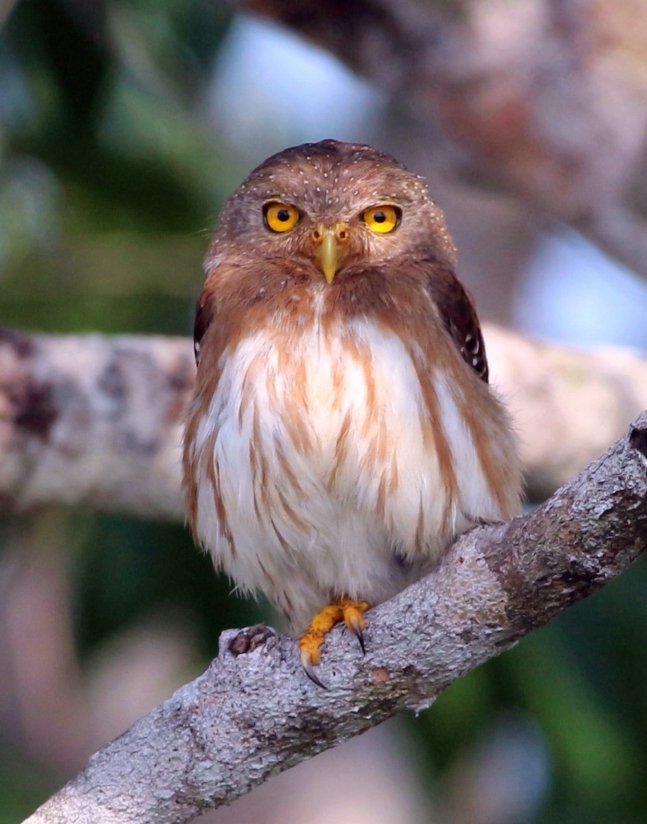 Amazonian Pygmy-Owl - ML45795761