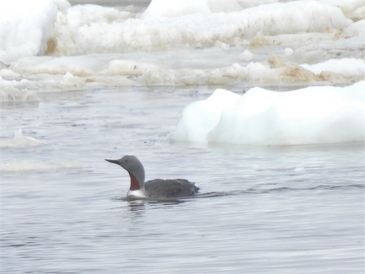 Red-throated Loon - ML457958081