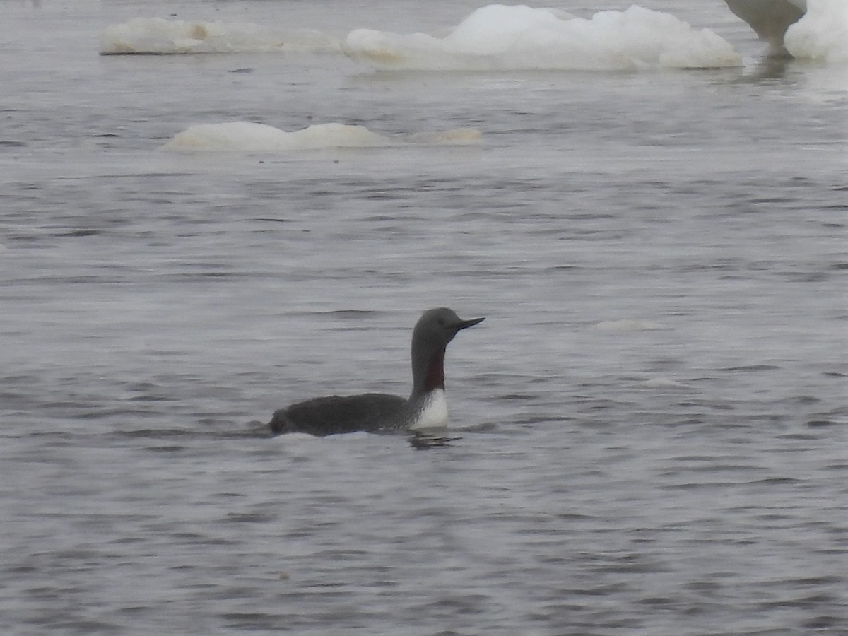 Red-throated Loon - ML457958101