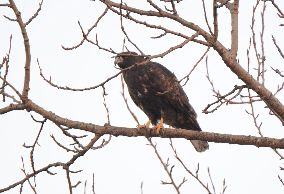 Red-tailed Hawk (Harlan's) - ML457965961