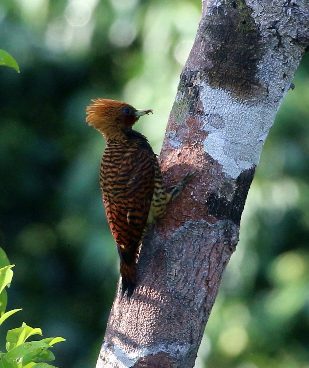 Waved Woodpecker (Waved) - ML45796831