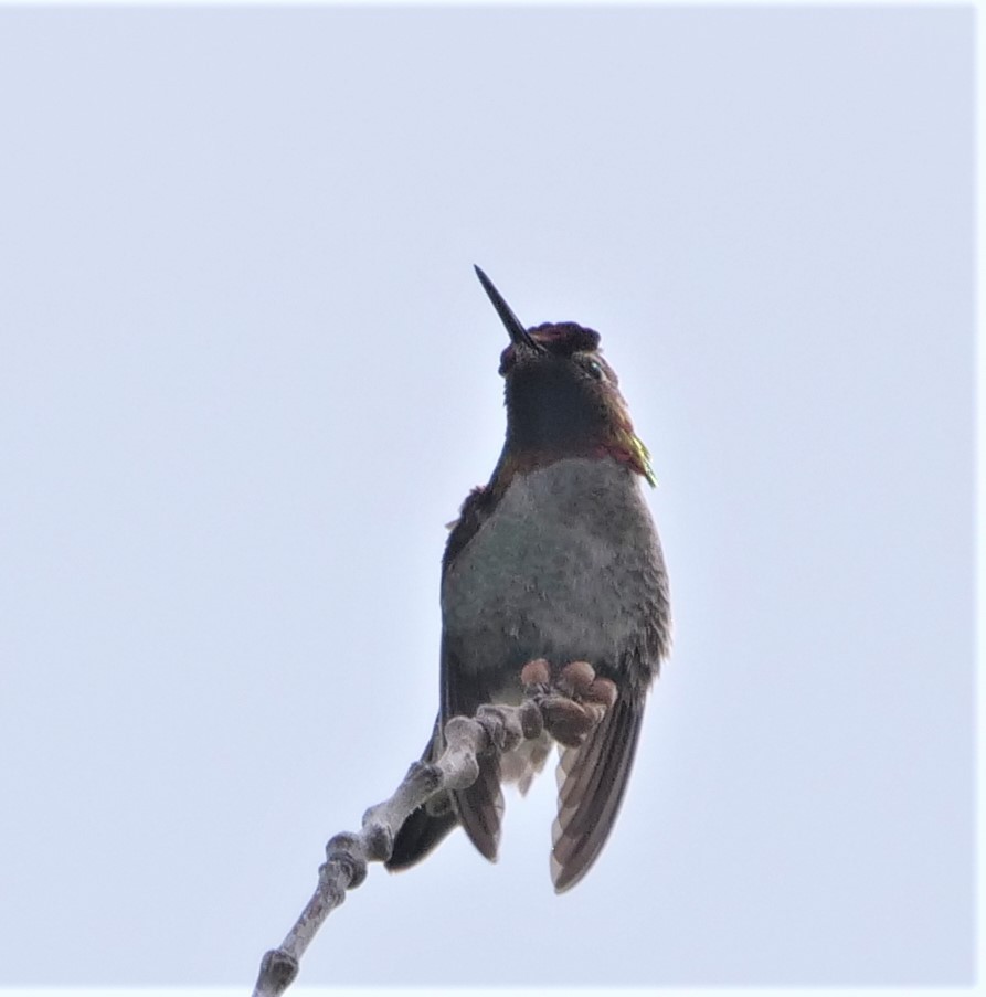 Costa's Hummingbird - ML457968421