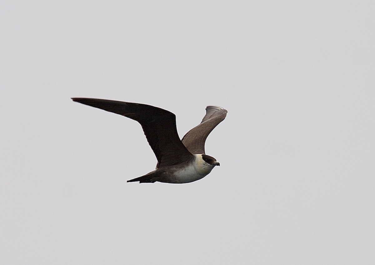 Long-tailed Jaeger - ML45797291