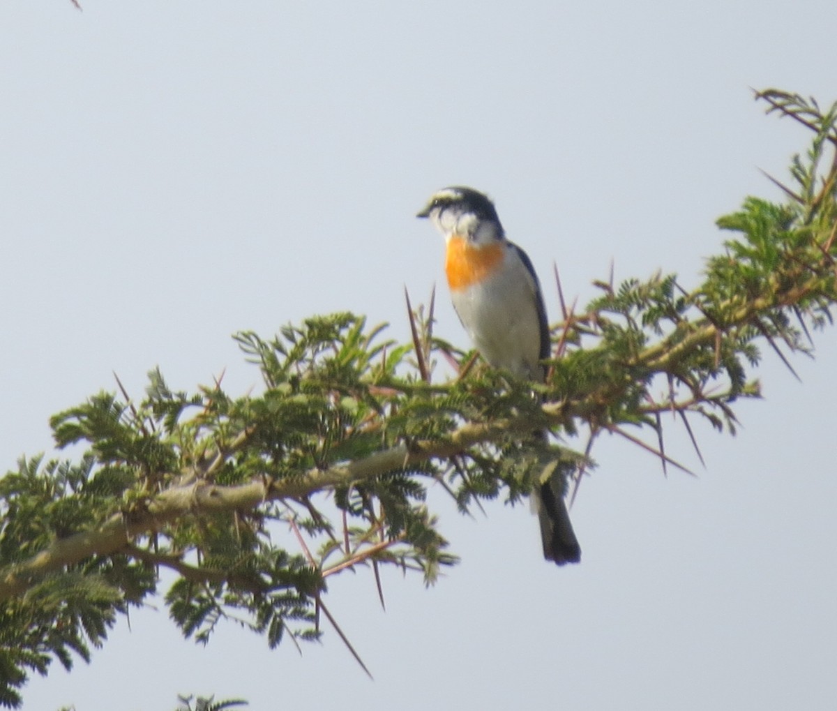 Myanmarmennigvogel - ML457977101