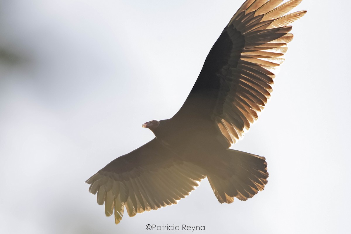 Turkey Vulture - Patricia Reyna