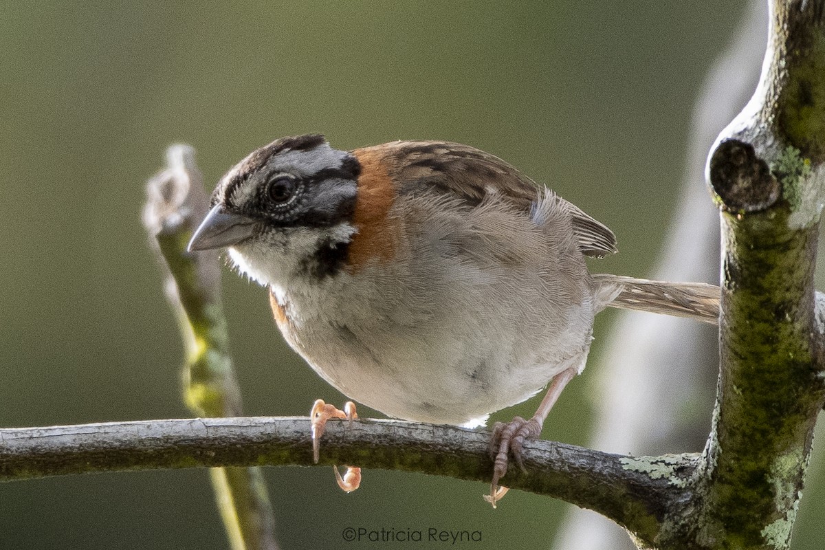 Rufous-collared Sparrow - ML457978231